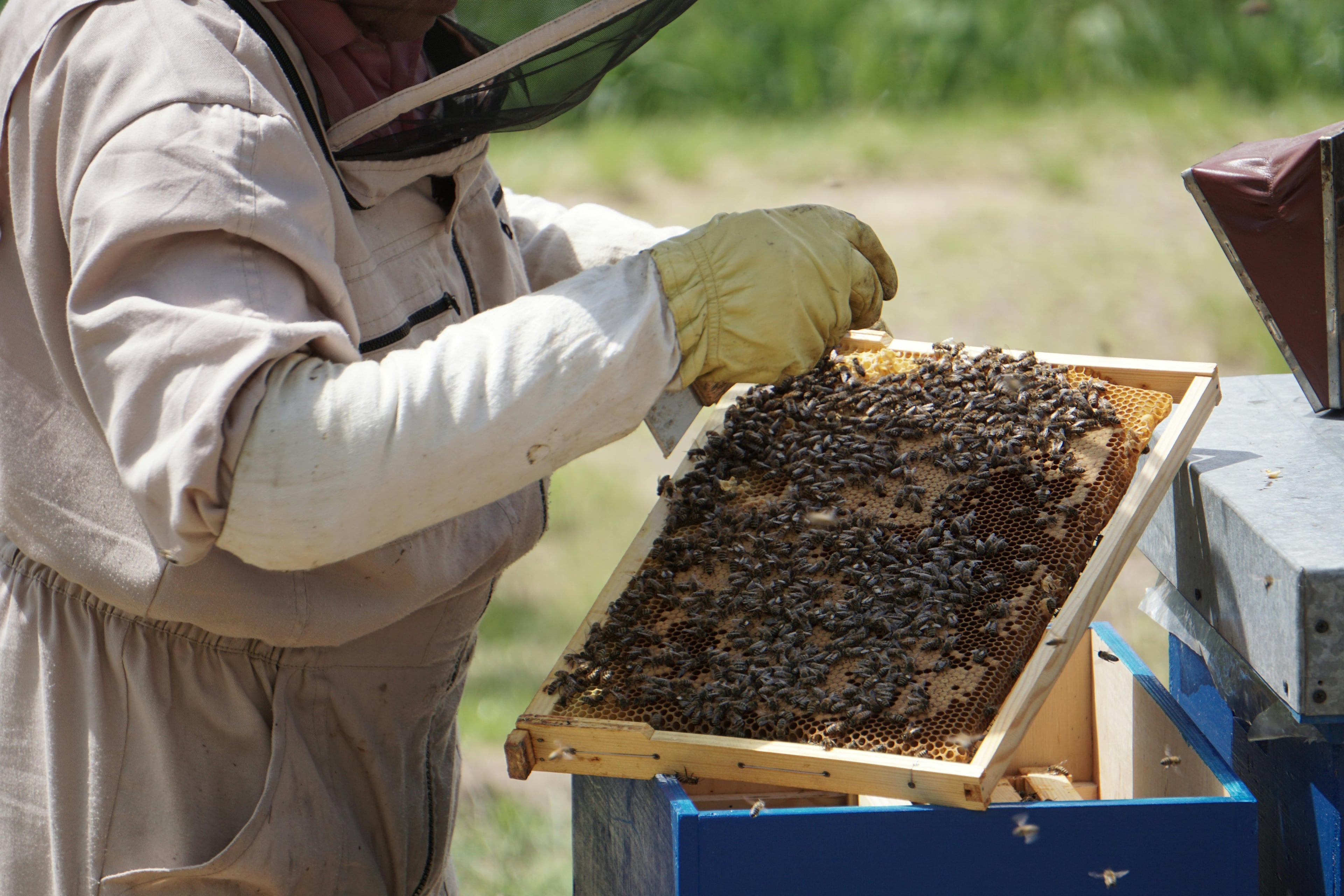 Beekeeper working with a honeycomb frame