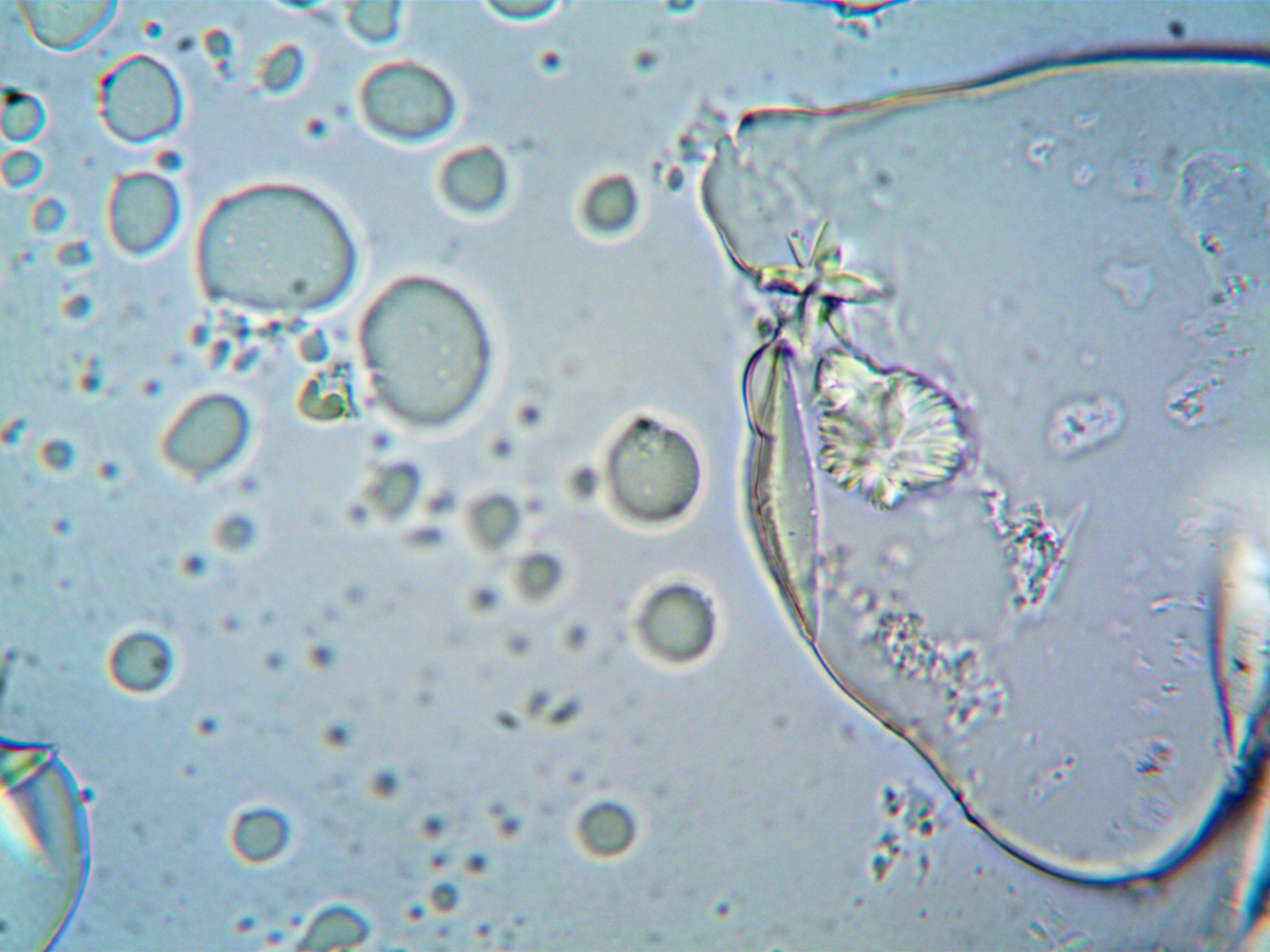 Cellular structure under microscope